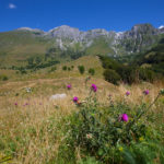 Triglav national park, mountain pasture Kuhinja (FPM)